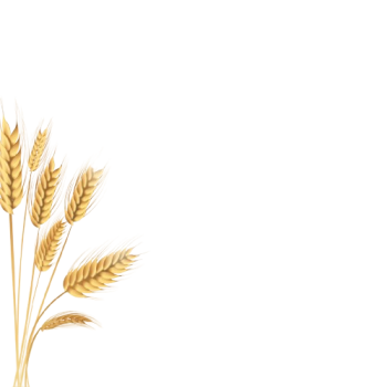 794183_13671-NPM51J-removebg-preview-1